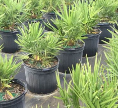 serenoa-repens-saw-palmetto