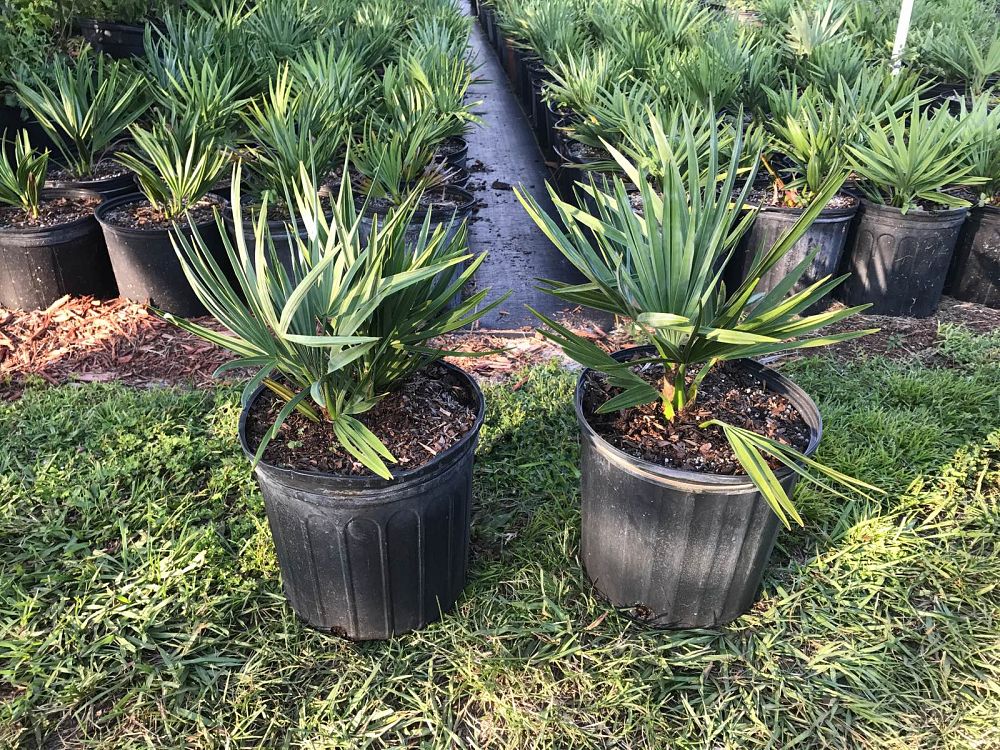 serenoa-repens-saw-palmetto