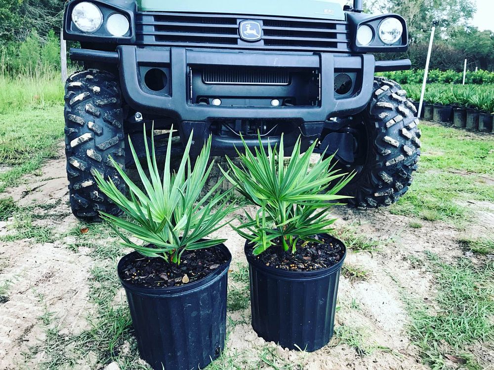serenoa-repens-saw-palmetto