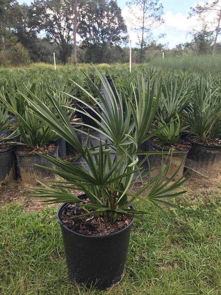 serenoa-repens-saw-palmetto