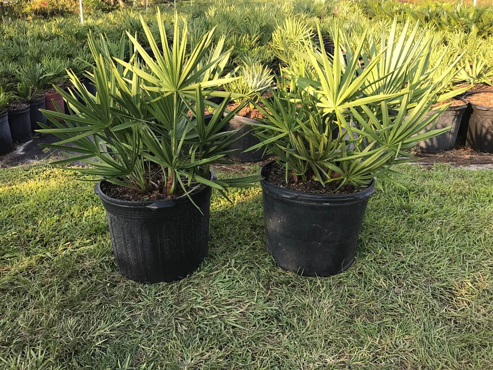 serenoa-repens-saw-palmetto