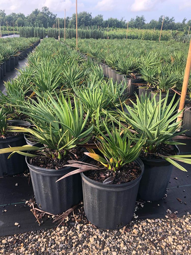 serenoa-repens-saw-palmetto