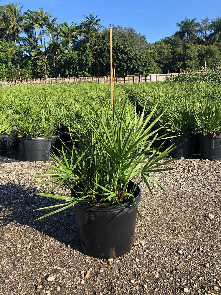 serenoa-repens-saw-palmetto