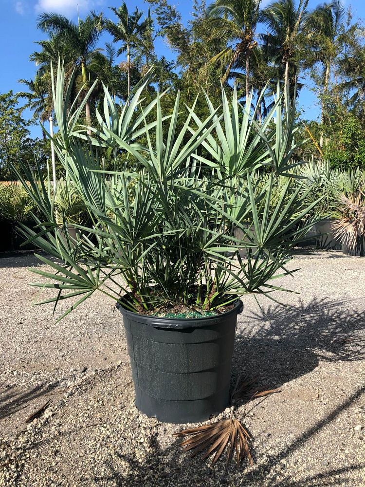 serenoa-repens-saw-palmetto