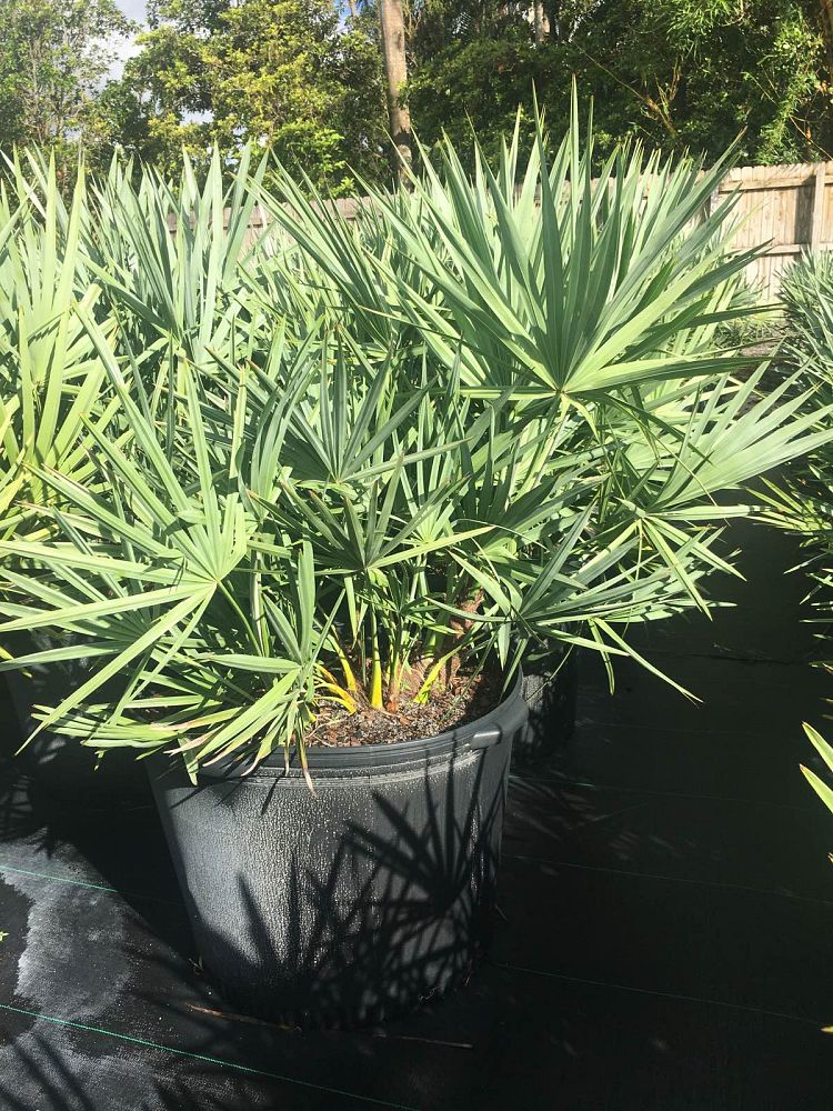 serenoa-repens-saw-palmetto
