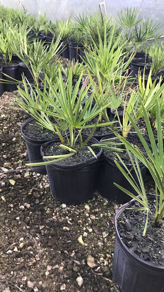 serenoa-repens-saw-palmetto