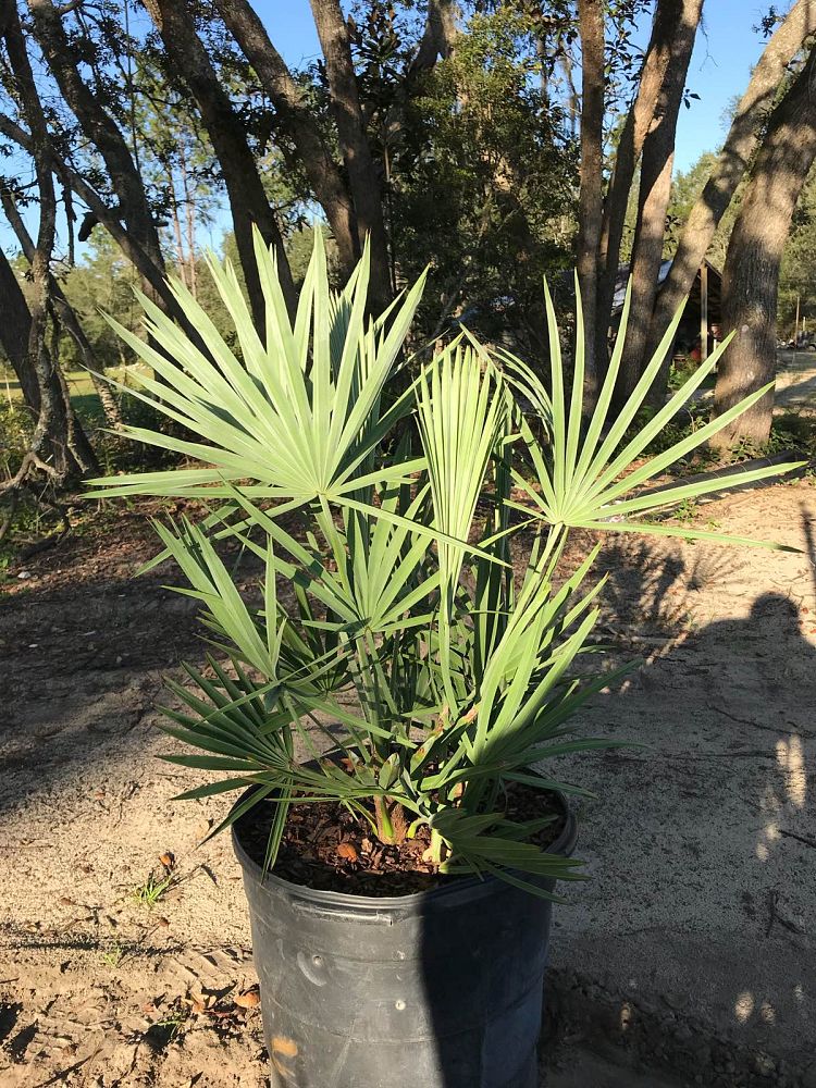 serenoa-repens-saw-palmetto
