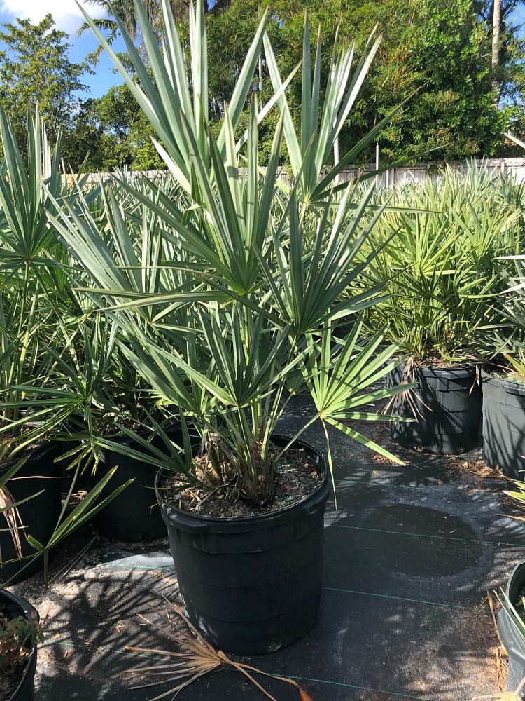 serenoa-repens-saw-palmetto