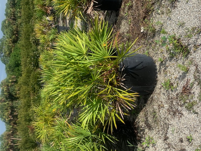 serenoa-repens-saw-palmetto