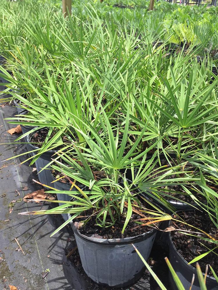 serenoa-repens-saw-palmetto