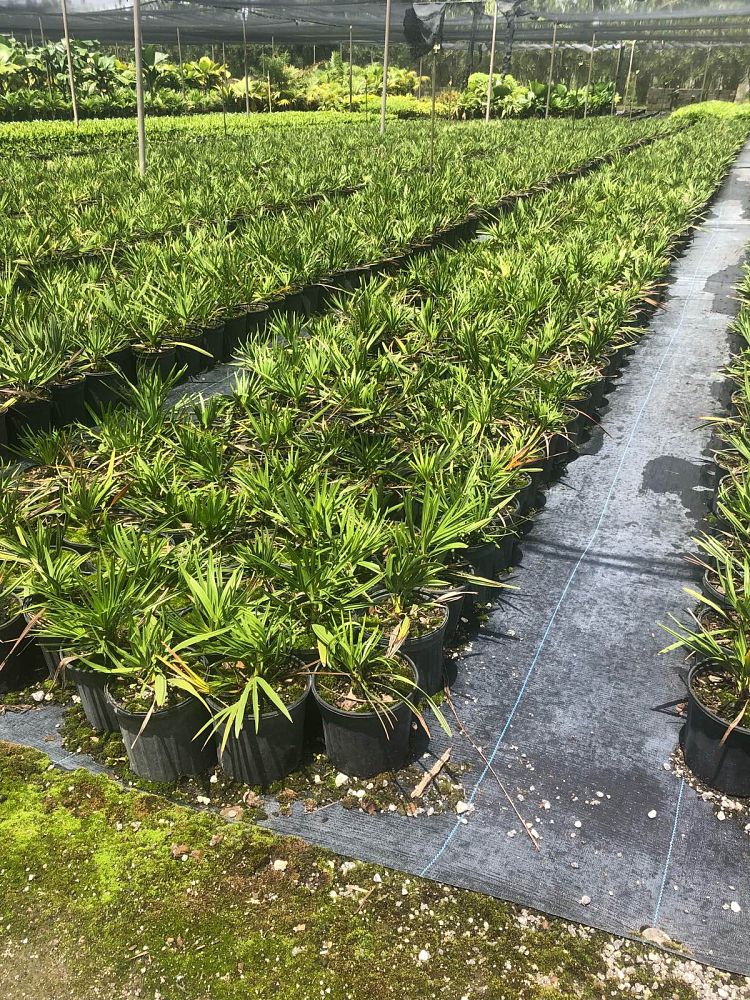 serenoa-repens-saw-palmetto