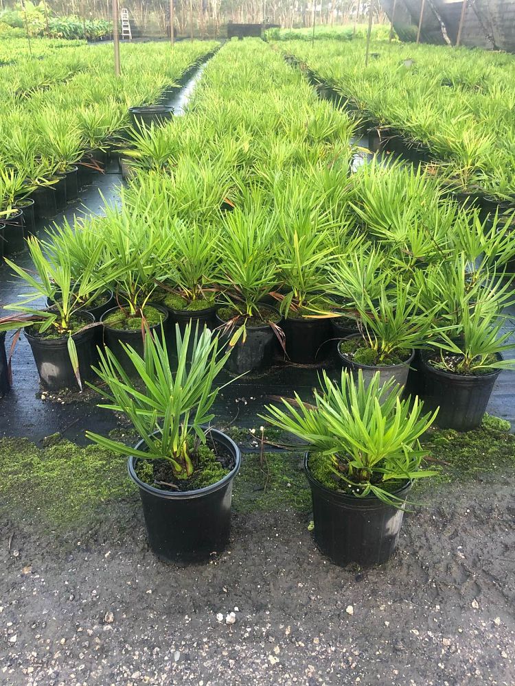 serenoa-repens-saw-palmetto