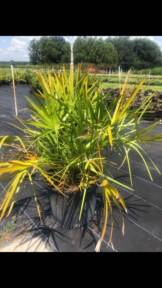 serenoa-repens-saw-palmetto