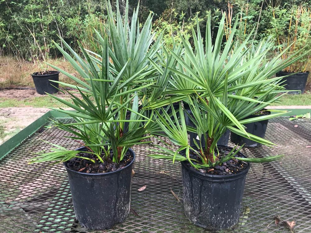 serenoa-repens-saw-palmetto