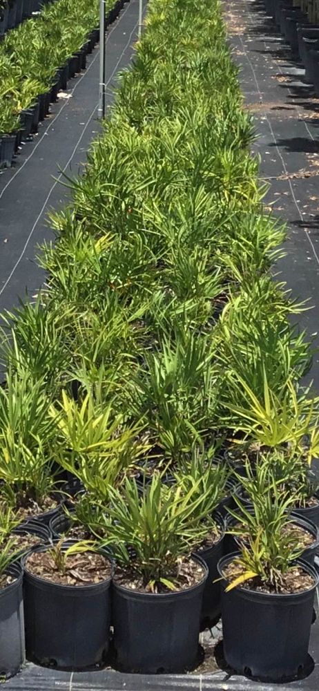 serenoa-repens-saw-palmetto