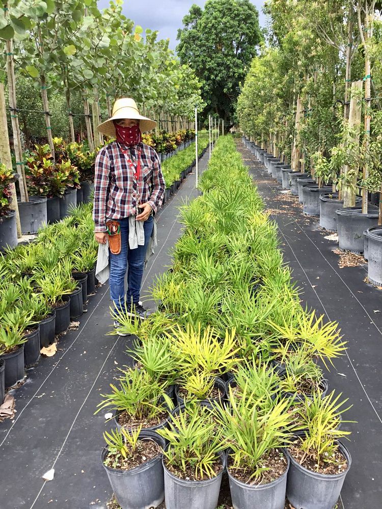 serenoa-repens-saw-palmetto