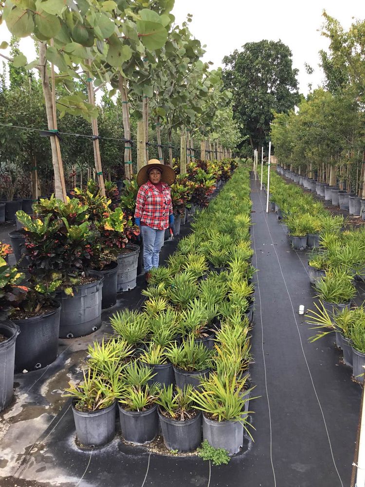 serenoa-repens-saw-palmetto