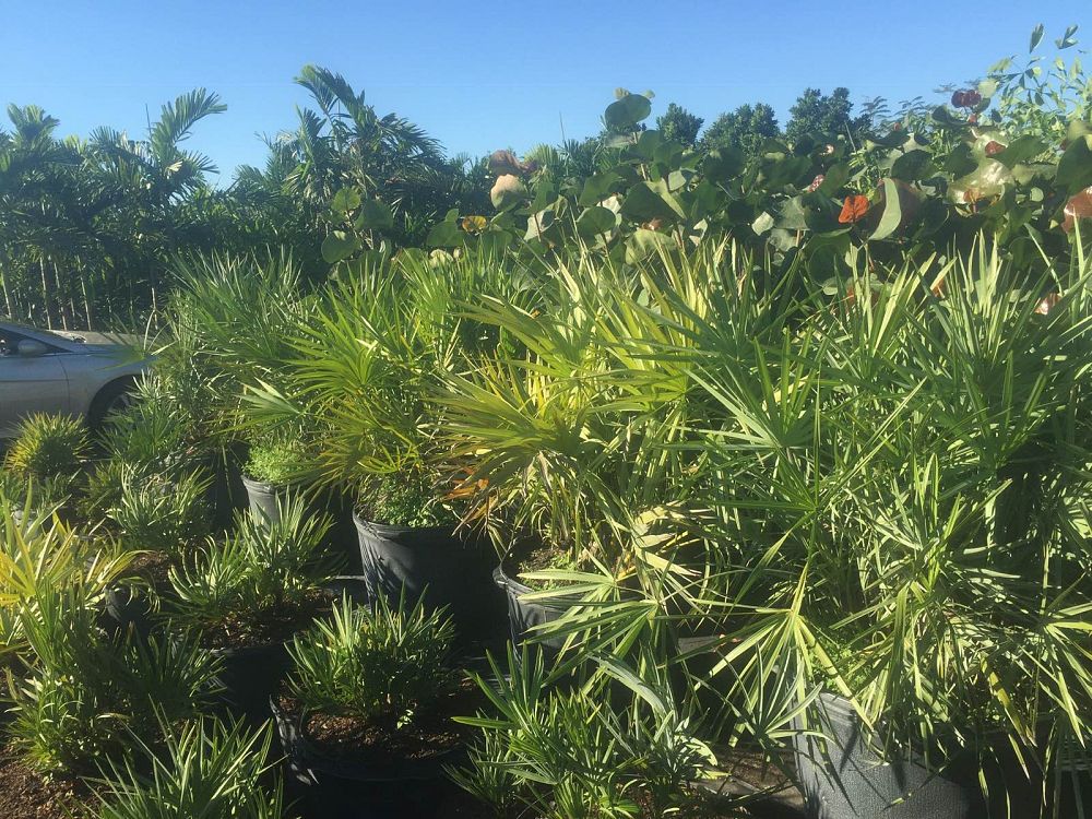 serenoa-repens-saw-palmetto