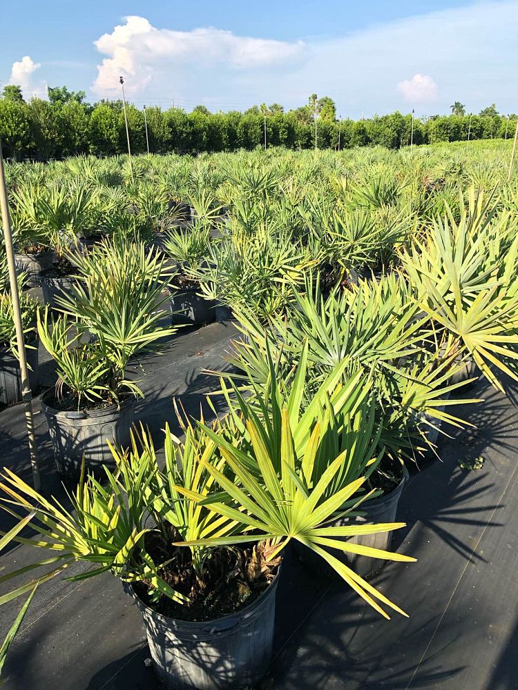 serenoa-repens-saw-palmetto