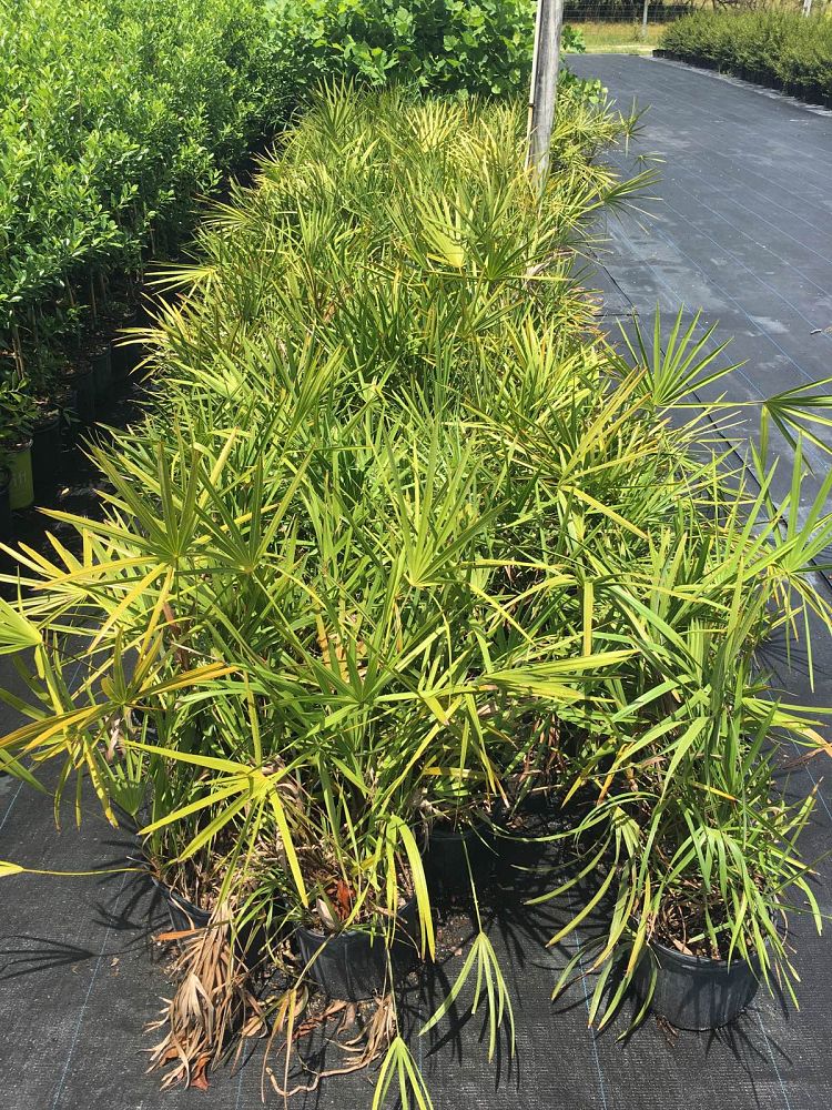 serenoa-repens-saw-palmetto
