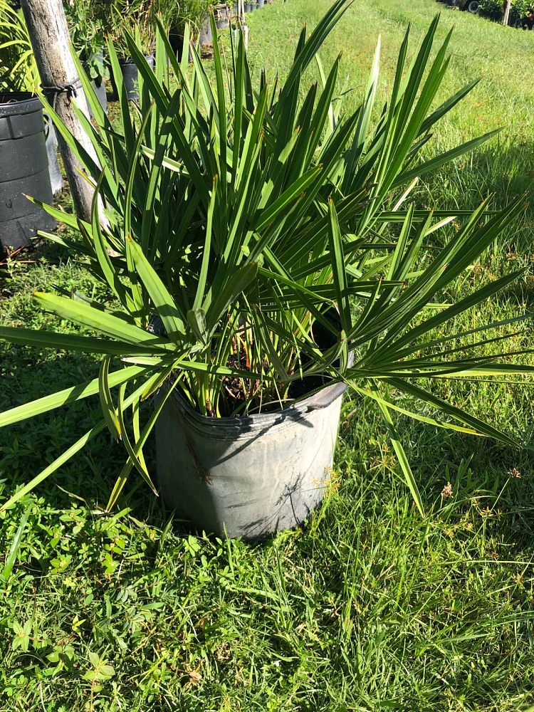 serenoa-repens-saw-palmetto