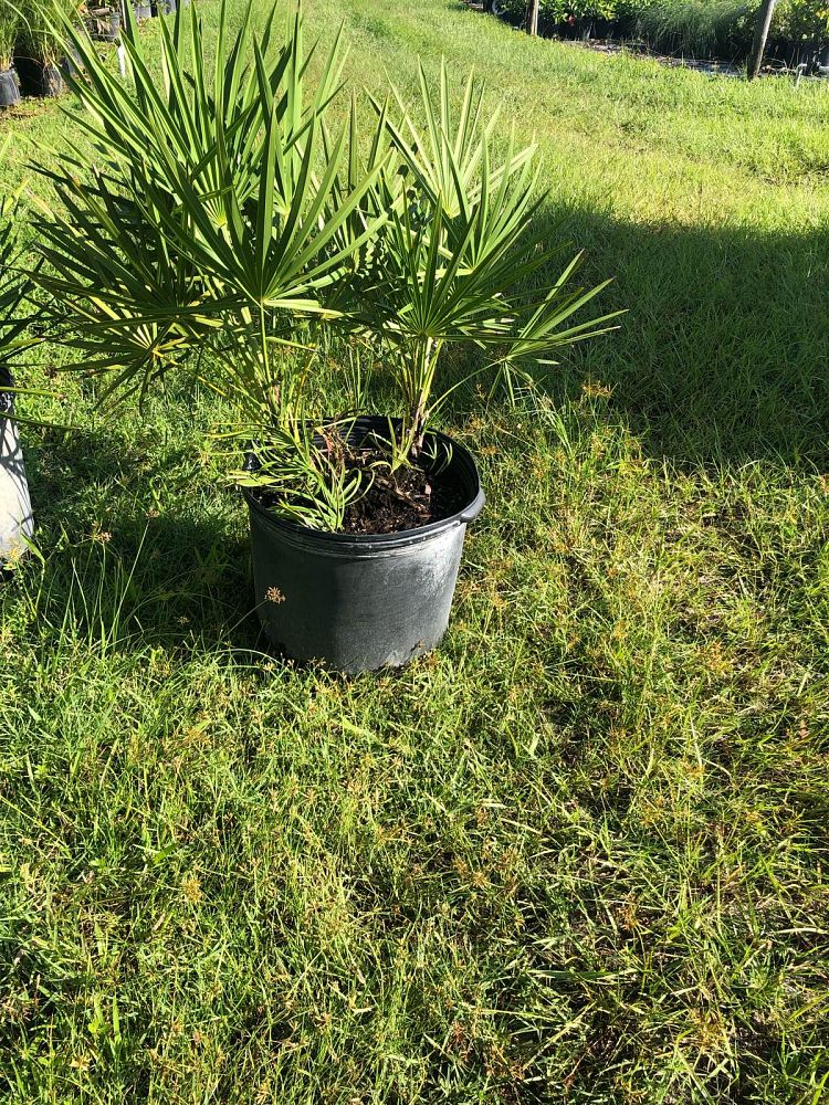 serenoa-repens-saw-palmetto