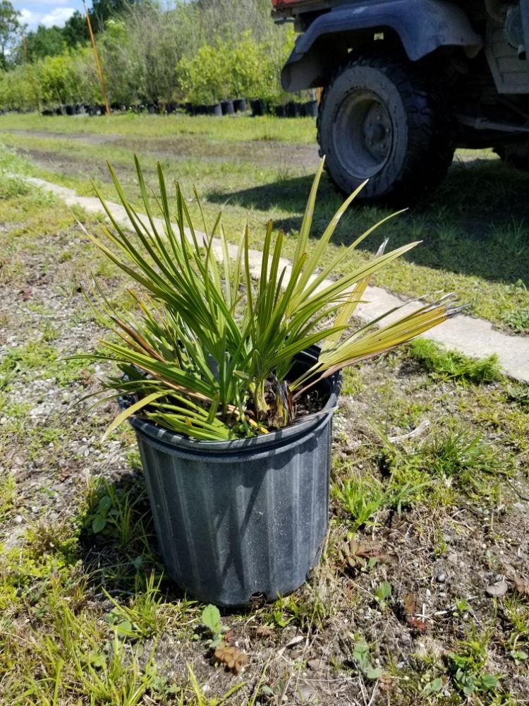 serenoa-repens-saw-palmetto