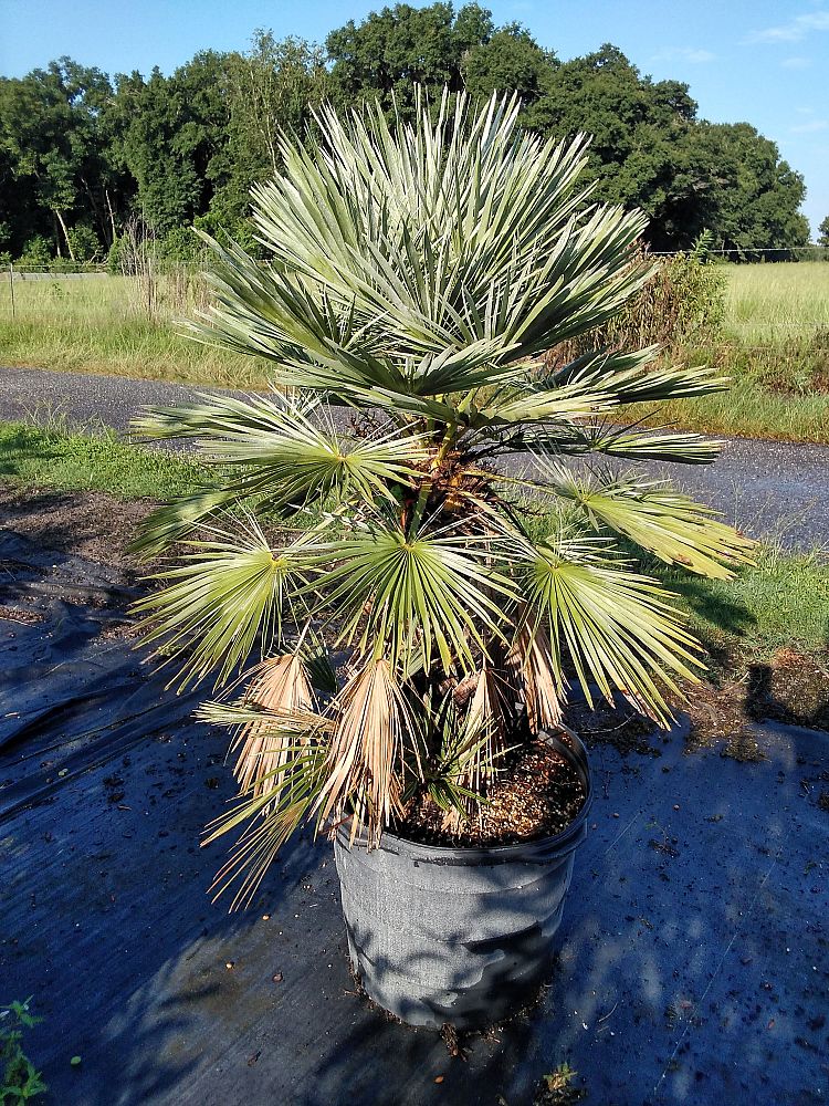 serenoa-repens-saw-palmetto