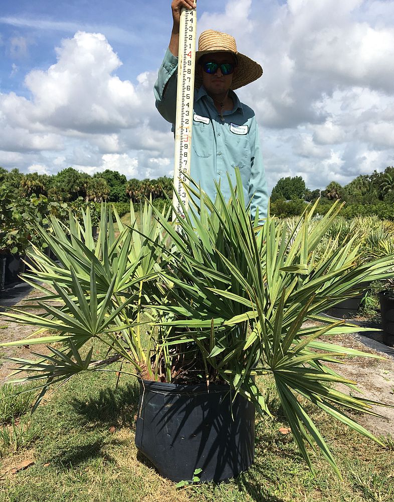 serenoa-repens-saw-palmetto