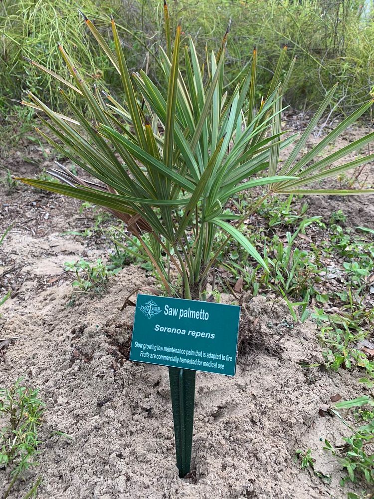 serenoa-repens-saw-palmetto