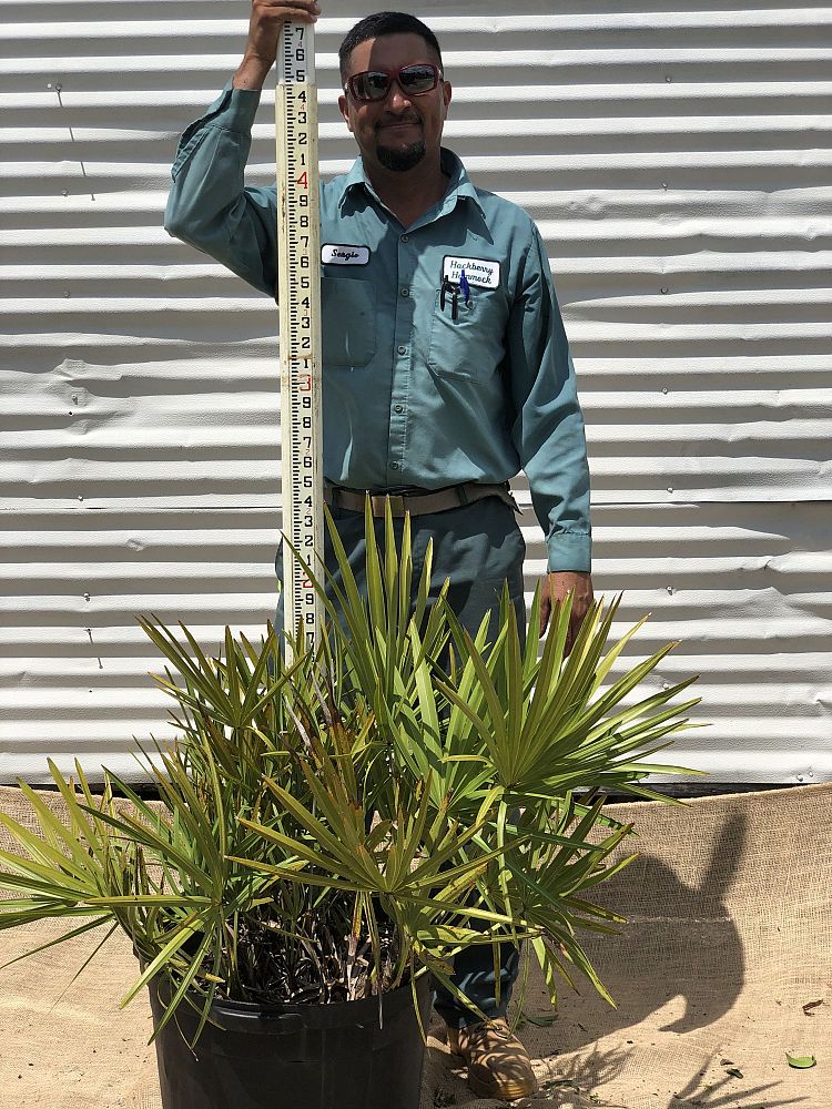 serenoa-repens-saw-palmetto