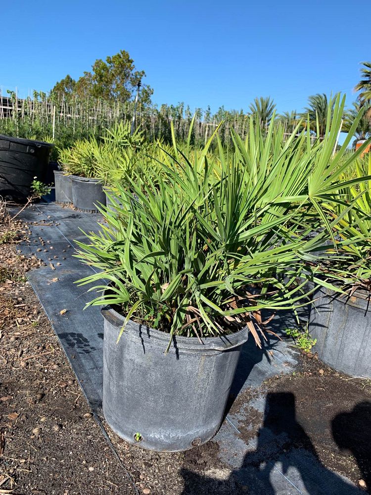 serenoa-repens-saw-palmetto