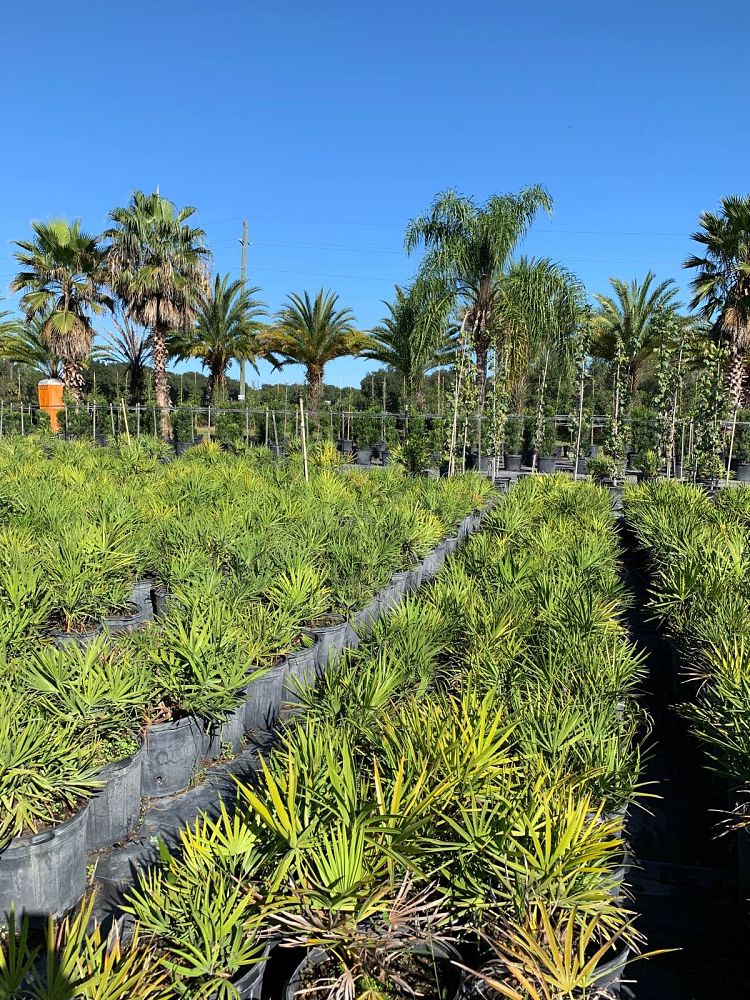 serenoa-repens-saw-palmetto
