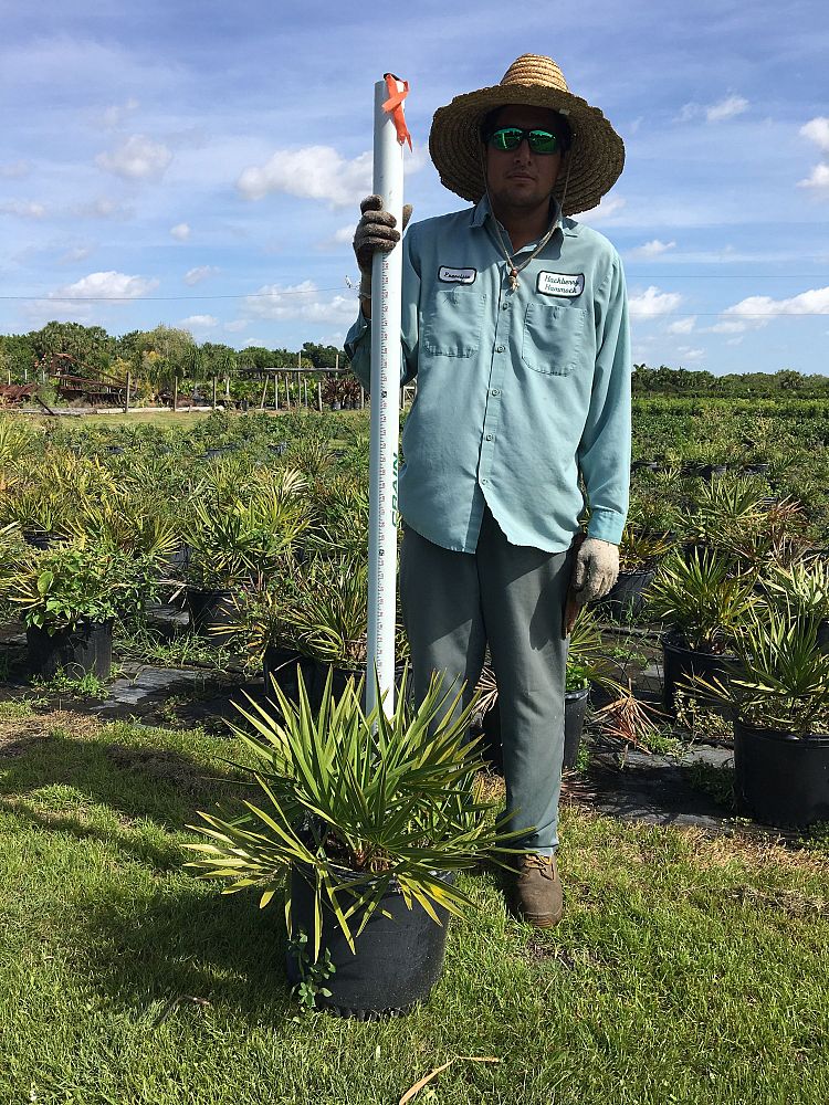 serenoa-repens-saw-palmetto