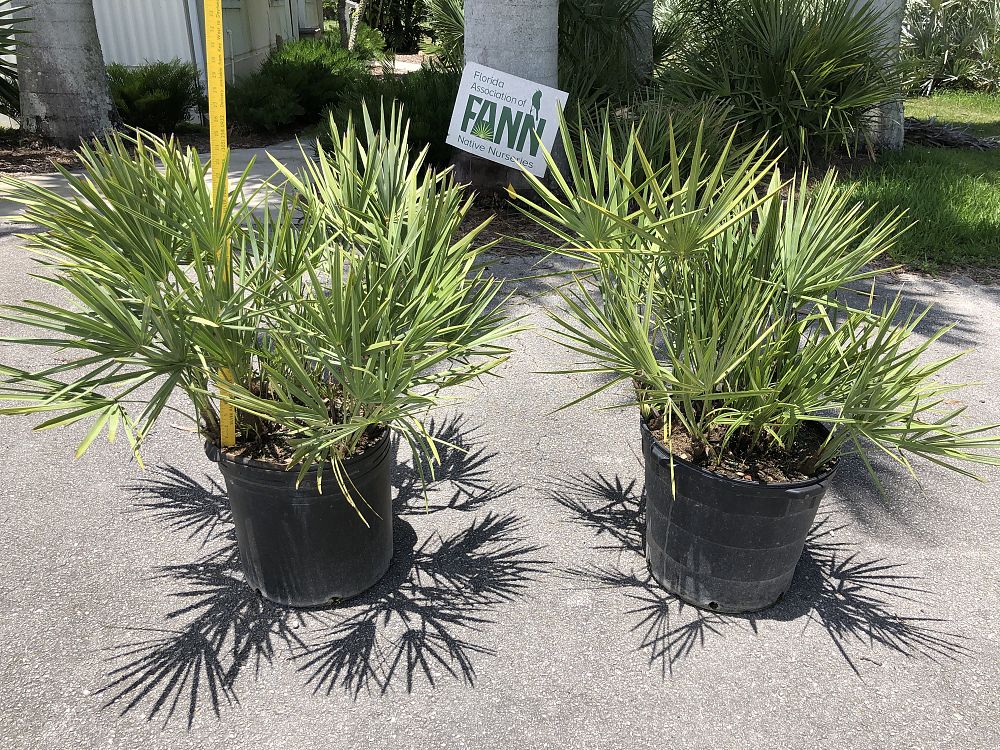 serenoa-repens-saw-palmetto