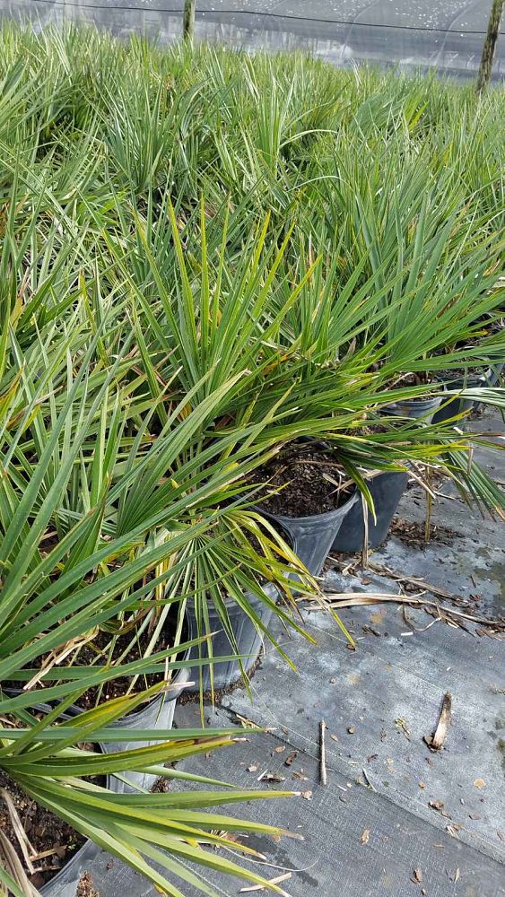 serenoa-repens-saw-palmetto