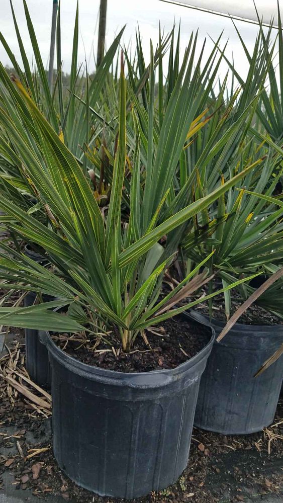 serenoa-repens-saw-palmetto
