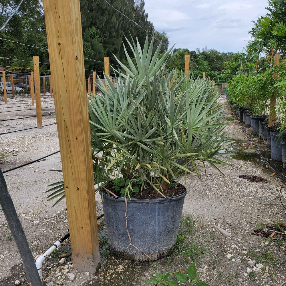 serenoa-repens-saw-palmetto