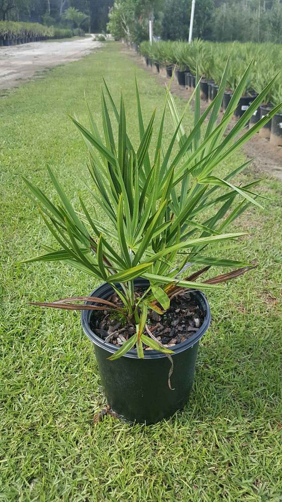 serenoa-repens-saw-palmetto