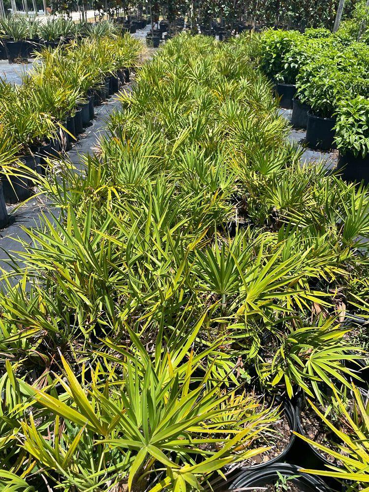 serenoa-repens-saw-palmetto