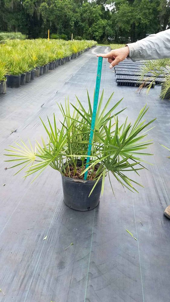 serenoa-repens-saw-palmetto