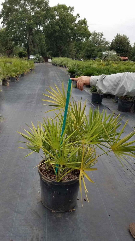serenoa-repens-saw-palmetto