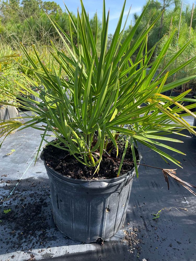 serenoa-repens-saw-palmetto
