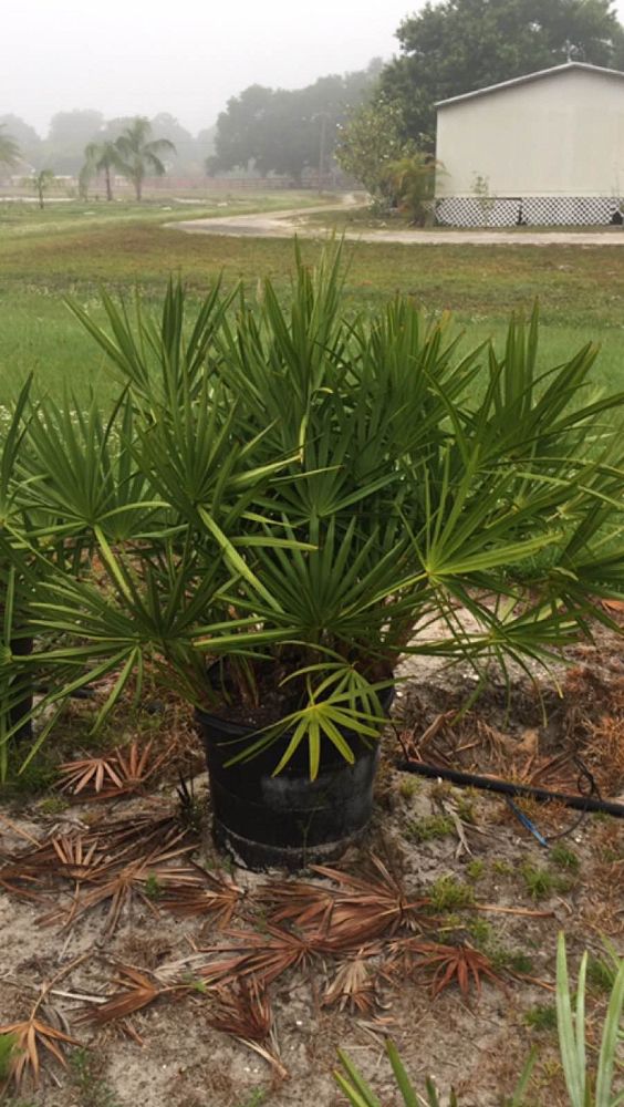 serenoa-repens-saw-palmetto