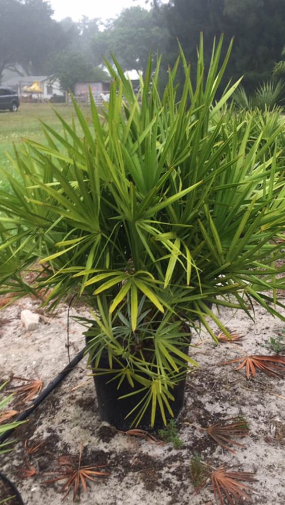 serenoa-repens-saw-palmetto