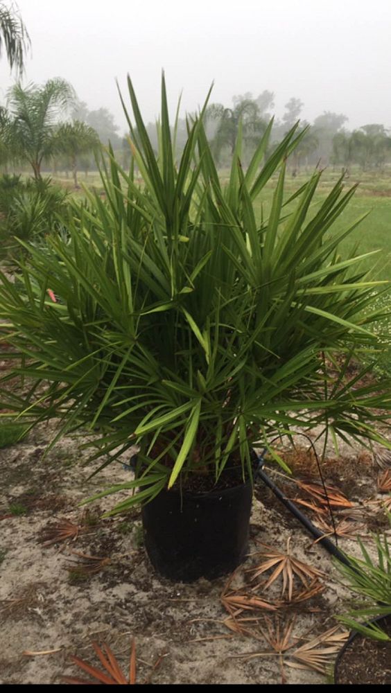 serenoa-repens-saw-palmetto