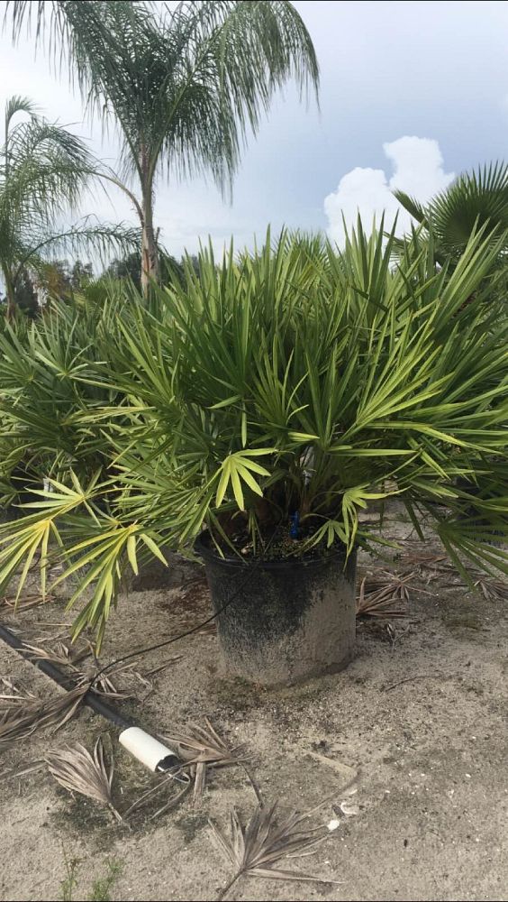 serenoa-repens-saw-palmetto