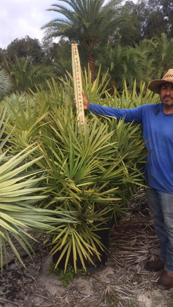 serenoa-repens-saw-palmetto