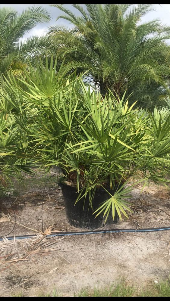 serenoa-repens-saw-palmetto