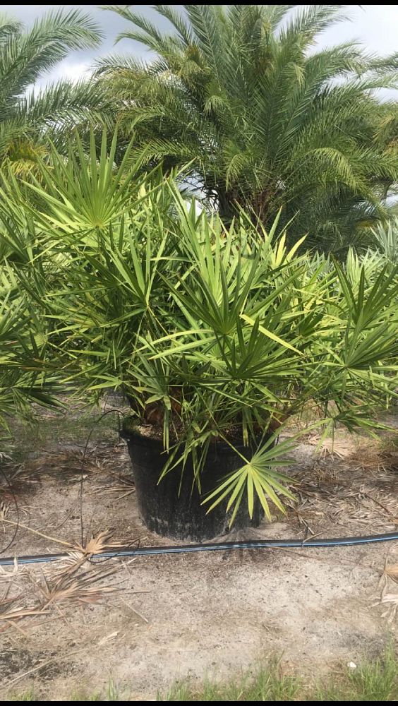 serenoa-repens-saw-palmetto